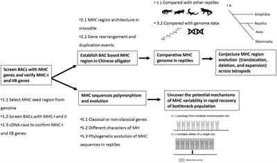Major histocompatibility complex genomic investigation of endangered Chinese alligator provides insights into the evolution of tetrapod major histocompatibility complex and survival of critically bottlenecked species